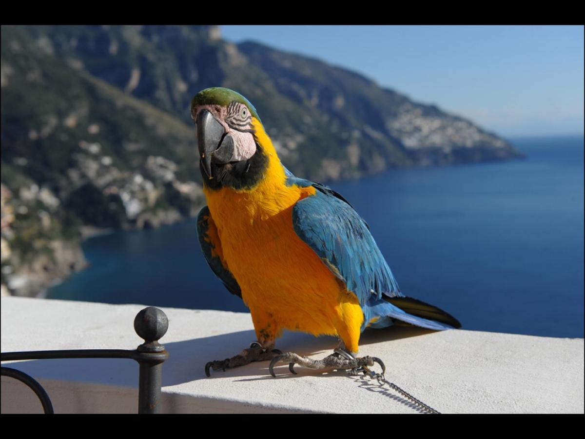 Villa Briganti Seaview Terrace Positano Exterior photo